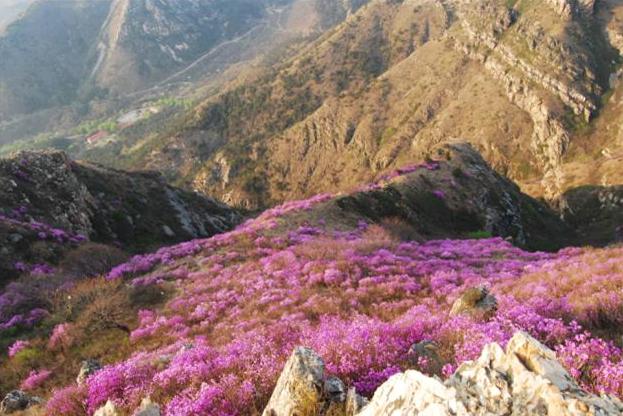 杜鹃花报春