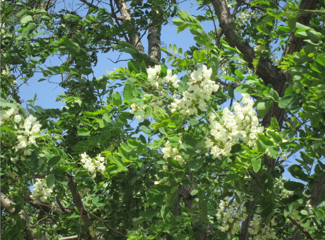 槐花飘香